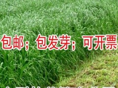 黑麦草种子包邮 特高冬牧70养殖多年生一年生