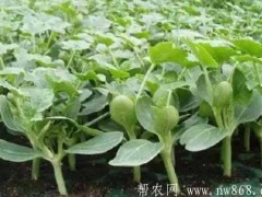 无籽西瓜种植栽培进程中需求留意的成绩