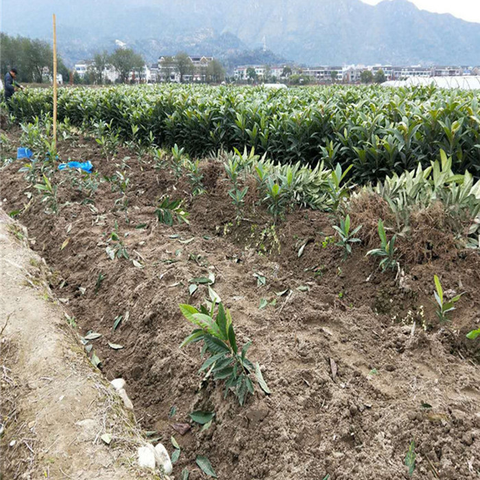 远华苗木场  枇杷苗枇杷芽苗枇杷小树苗  枇杷小树苗