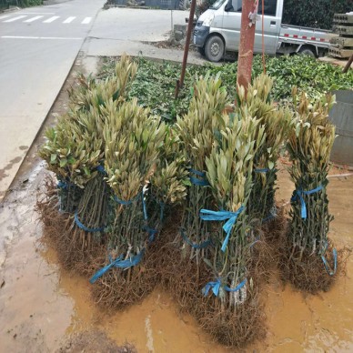 供应 远华苗木场 枇杷苗  枇杷芽苗枇杷 小树苗 枇杷小树苗