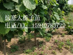 阿勒泰2公分以上榛子树苗抗寒榛子品种纯