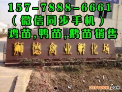 河池鹅苗孵化基地 广东阳江鹅苗 贵州鹅苗孵化场