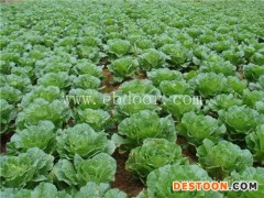 田润卷帘机(图)-黄瓜视频-铜陵黄瓜