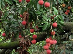 种植栽培经历_预防荔枝隔年后果三招