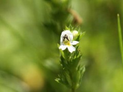 小米草种植及应用小米草养鱼技术