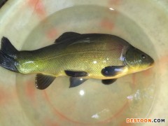 【沈阳雨润】批发大量绿色无公害淡水活鱼 丁桂鱼