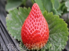 121草莓种植/草莓种苗/草莓批发/草莓苗批发/草莓种苗批发/草莓/草莓苗/草莓基地/草莓批发
