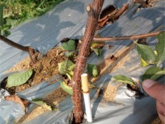 樱桃成品苗大樱桃苗 美早樱桃苗 矮化樱桃苗