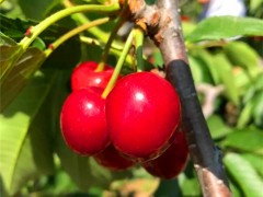 盛果源_樱桃苗_嫁接樱桃苗_樱桃苗批发_早熟樱桃苗_樱桃苗价格