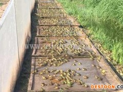 青蛙养殖公司-阿坝青蛙养殖-半亩田有限责任公司(查看)