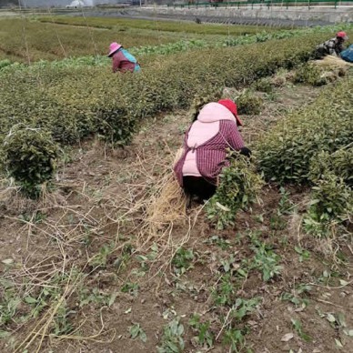 东至华茶八号茶苗