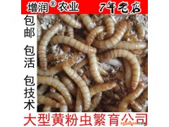 黄粉虫种虫虫卵 养殖黄粉虫种苗 鲜活面包虫虫卵活虫养殖饲料