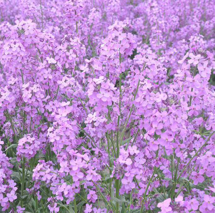 蓝香芥   蓝香芥种子 种子批发限时促销  预售价格花卉种子   厂家直销  蓝香芥   优质 花卉种子  园林绿化工程