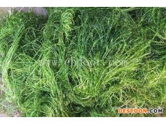 供应小龙虾种苗-重庆张勇水产-甘孜小龙虾种苗