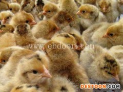 德宏绿壳蛋鸡价格-德宏绿壳蛋鸡-明丽农业(查看)