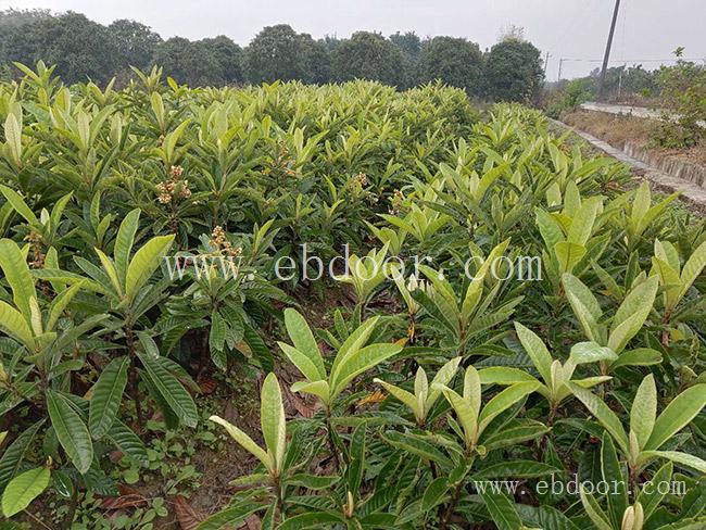 白玉枇杷苗价格-白玉枇杷苗-岗峰农场——好苗木