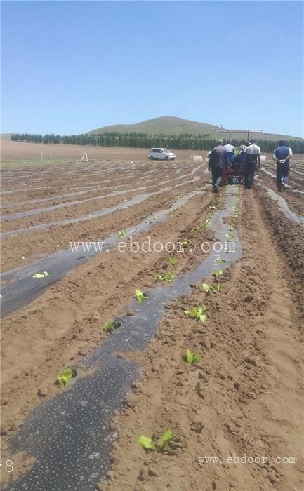 西兰花种植机批发-军岩移栽机销售-滨州西兰花种植机