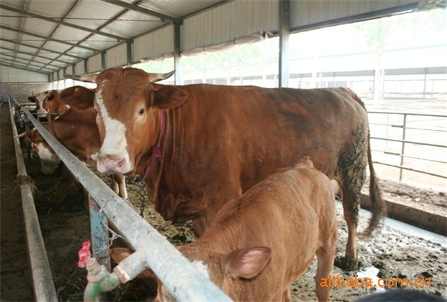 供应鲁西黄牛 肉牛养殖 肉牛犊