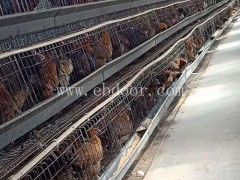 武定土鸡苗报价-西双版纳武定土鸡苗-妙林武定土鸡苗多少钱