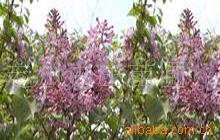 供应苗木花卉丁香 紫丁香 白丁香丁 香种子 丁香小苗