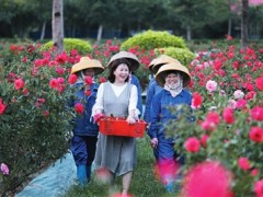 玫瑰谷里花飘香民族勾搭奔小康