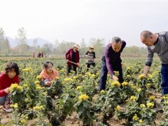 特征农业助力乡村复兴