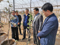 省果业中心来铜调研