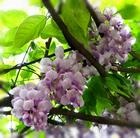 专业供应绿化苗木------- 紫薇泰安市绿鑫苗木花卉合作社