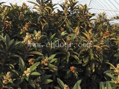 冠玉枇杷苗哪里买-冠玉枇杷苗-岗峰农场——绿色有机