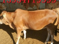 改良黄牛 鲁西黄牛基地， 肉牛鲁西黄牛 鲁西黄牛牛犊 鲁西黄牛价钱 纯种鲁西黄牛