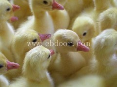 恩施出售番鸭苗电话欢迎来电