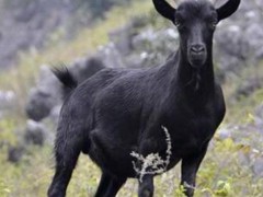 山东乡村牧业肉羊种羊 黑山羊种羊 羊羔 肉羊羔种羊羔