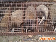 江西方圆果子狸