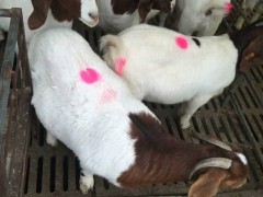 波尔山羊小羊羔羊种公羊肉羊羊羔公羊大耳羊肉羊