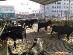 肉羊价格 黑山羊价格 黑山羊养殖场销售肉羊 羊羔