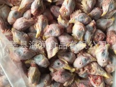 水城海润 817 供应喂狐狸貉子专用鸡头