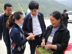 安康：晋中市农业农村局赴岚皋县调研指点春茶消费销售义务