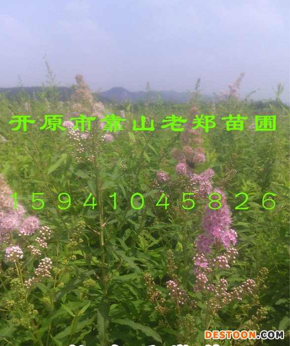 【柳叶绣线菊】别称：蚂蝗梢/绣线菊基地/校区绿化/种子种苗报