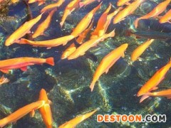 甘南金鳟鱼-优良的金鳟鱼刘家峡冷水鱼养殖基地供应