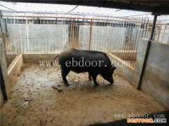 辰溪特种野猪-纯野猪选格六野猪-特种野猪价钱