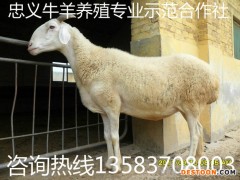 小尾寒羊 小尾寒羊养殖 小尾寒羊价格  小尾寒羊销售