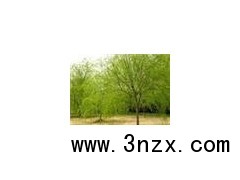 出售旱柳、垂柳