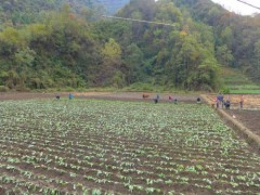 旬阳县新建五个油菜高产示范攻关田