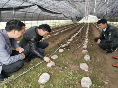 毕节晋中市食用菌产业义务专班到百里杜鹃调研食用菌消费展开