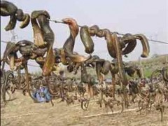 水蛭_养殖技术_水蛭收购 金航种养