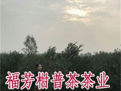 新会小青柑定制_新会小青柑品牌_御广陈厂家加工批发零售