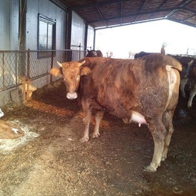 鲁西黄牛价格鲁西黄牛牛肉牛  肉牛养殖中心