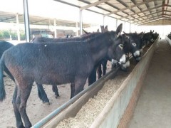 肉驴厂家 肉驴价格 金良 肉驴养殖厂家 山东肉驴养殖基地  驴 毛驴 改良肉驴 德州驴 肉驴苗 肉驴驹 具体价格面议