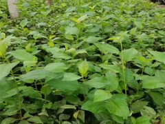 樱桃苗基地 4公分樱桃苗基地 1公分樱桃苗缓苗技术