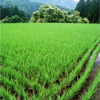 高效麦田除草剂(苯磺隆颗粒剂)原药